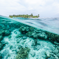  Under water view of white and green coral reel with an island in the distance.