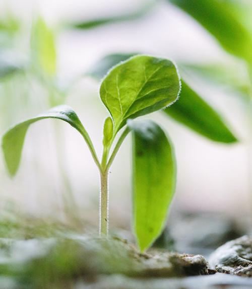  Tiny green plant